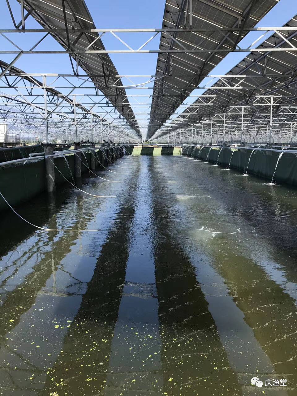 华东区知名水产专家来庆渔堂生态鱼养殖基地考察