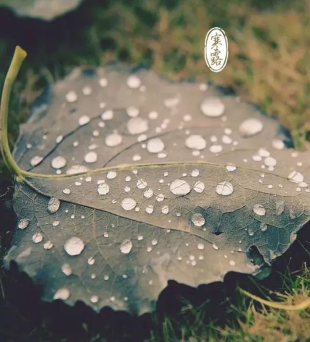 寒露已至，如何喝茶养生？