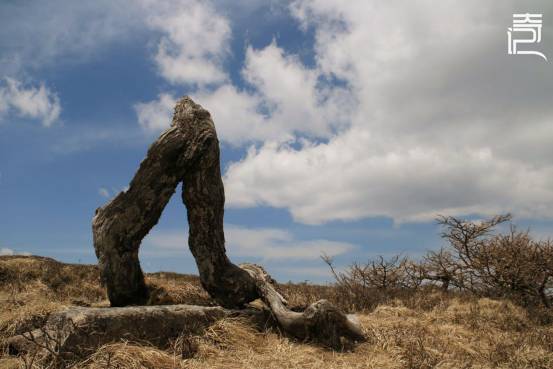 转特别调查鳌太生死结