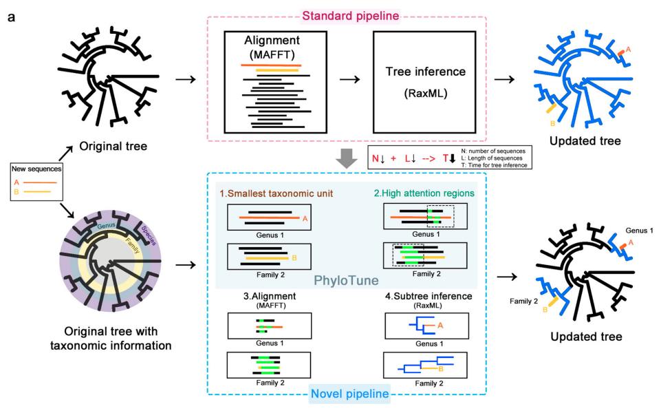 CGM第523期： PhyloTune：一种使用预训练的 DNA 语言模型加速系统发育更新的有效方法