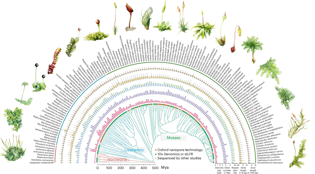 苔藓及其他陆地植物的基因组与基因家族系统比较图