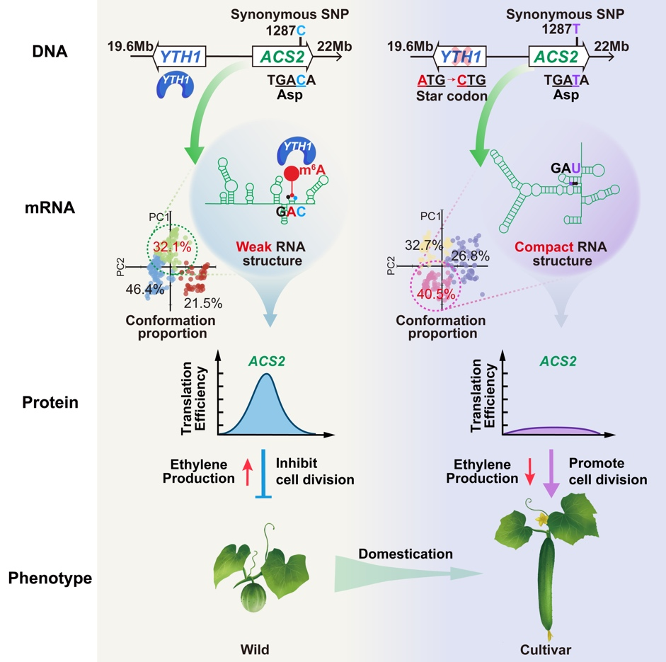 CGM第520期：同义突变决定生物性状的表观转录调控机制
