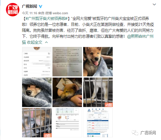 “全网大宠爱”被剪牙的广州柴犬宝宝被正式领养啦!-微信头条网 “全网大宠爱”被剪牙的广州柴犬宝宝被正式领养啦!