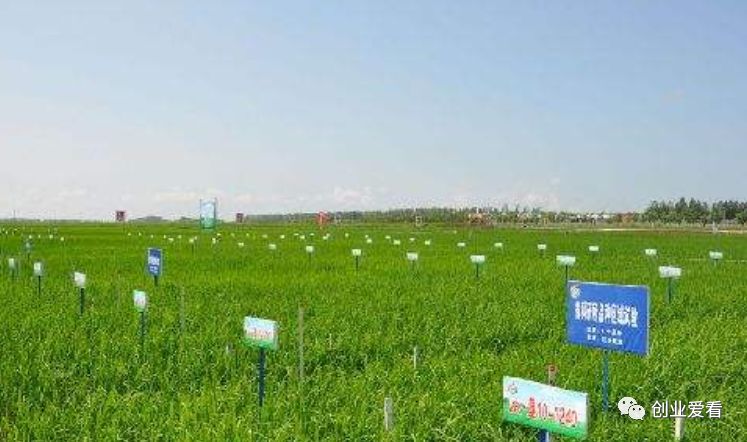 农村最火爆的小本创业项目_80后农村创业项目_农村小本创业项目