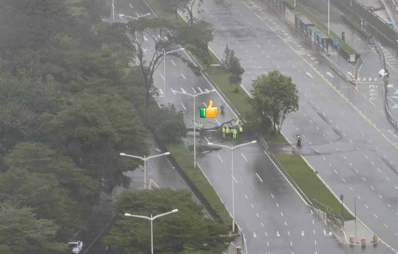 台风一夜放倒深圳174棵树,“桦加沙”擦过珠江口！深圳各部门加紧处理倒伏树木