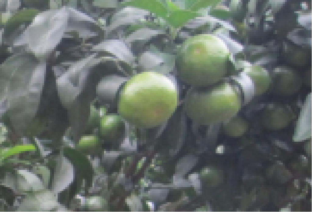 秋梢老熟后果實