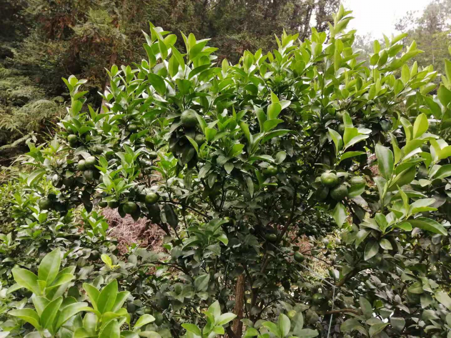 树势健壮青绿无病害