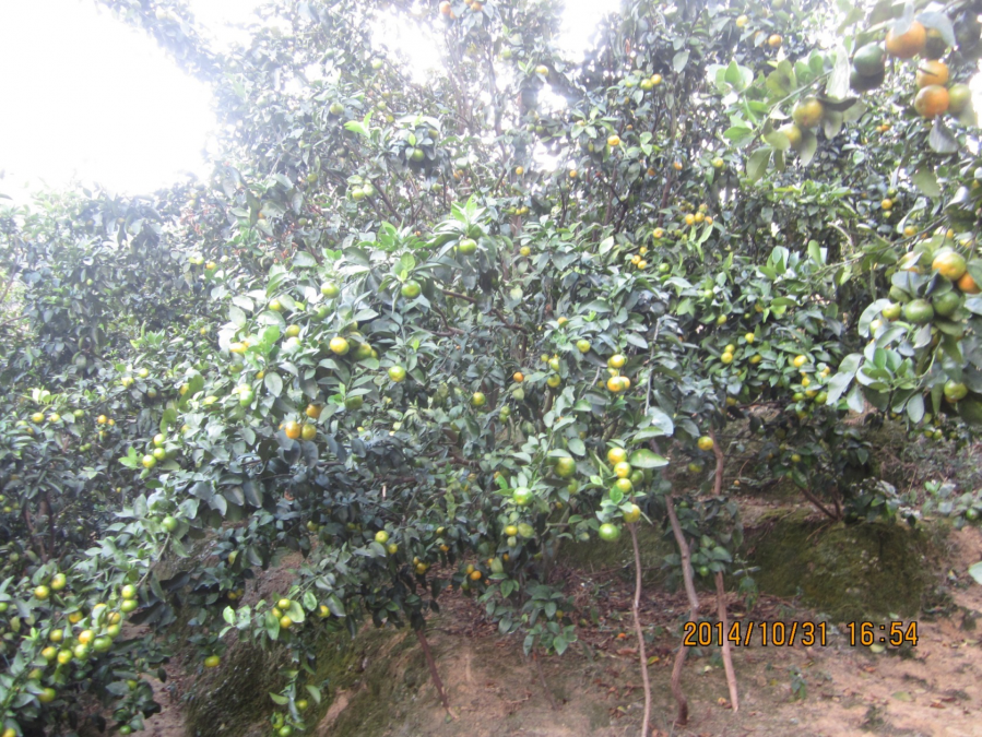 樹(shù)勢恢復青綠