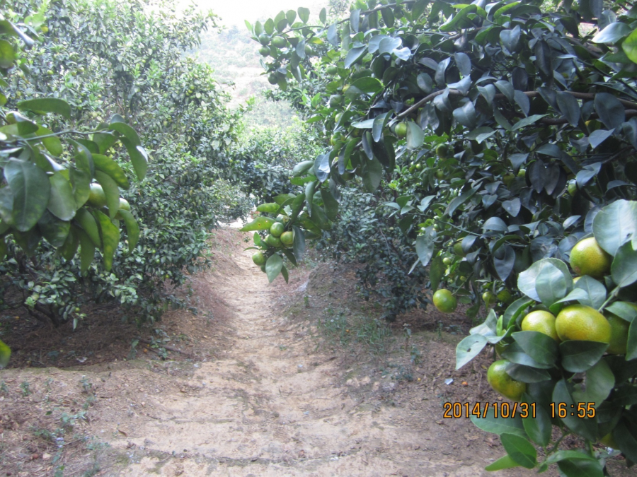 10月 全園恢復青綠！
