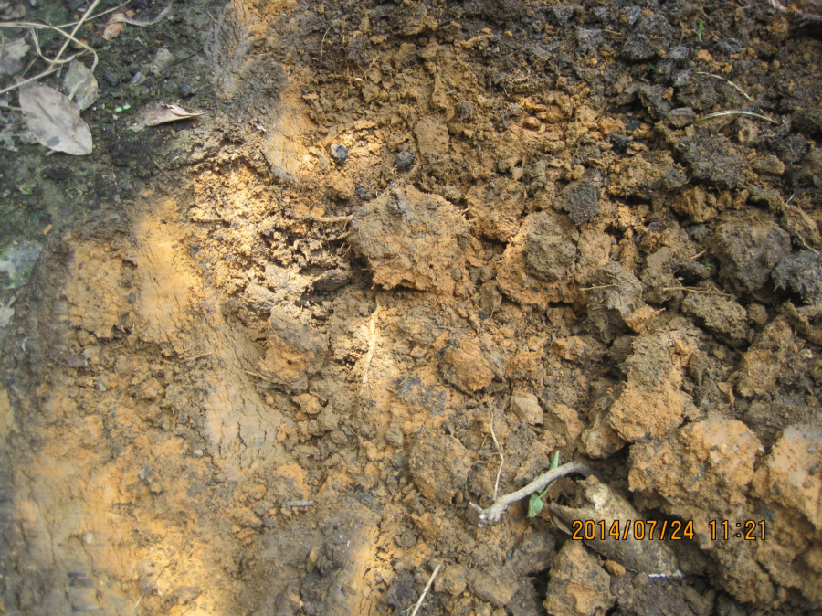 黑根、爛根