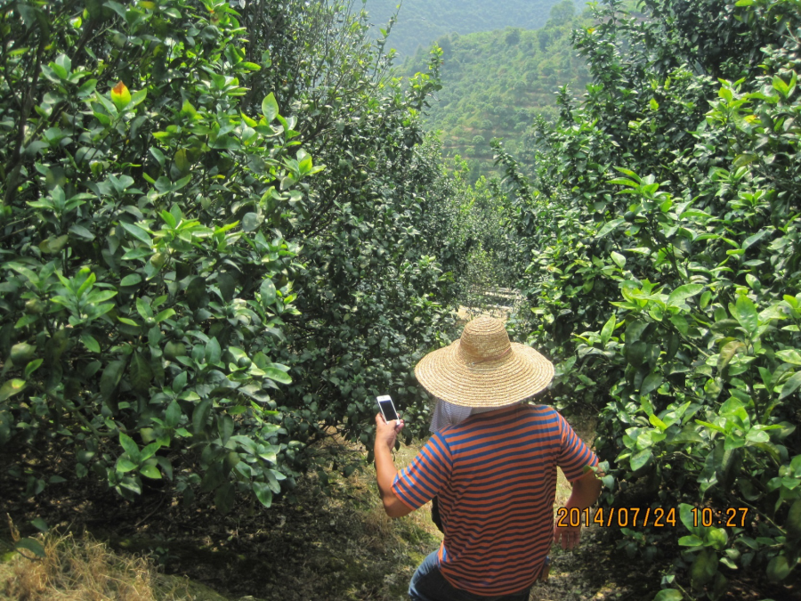 7月 全園樹(shù)勢偏弱！