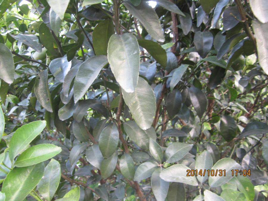 老葉厚實(shí)有生機