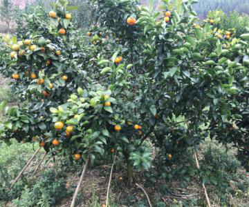 轉(zhuǎn)色推遲