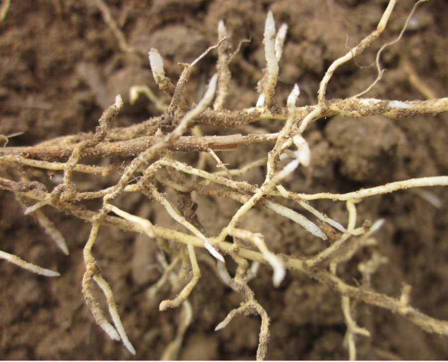 壮健系根虫线结根柑橘根结线虫主要发生在春梢期和秋梢期,建议在秋梢