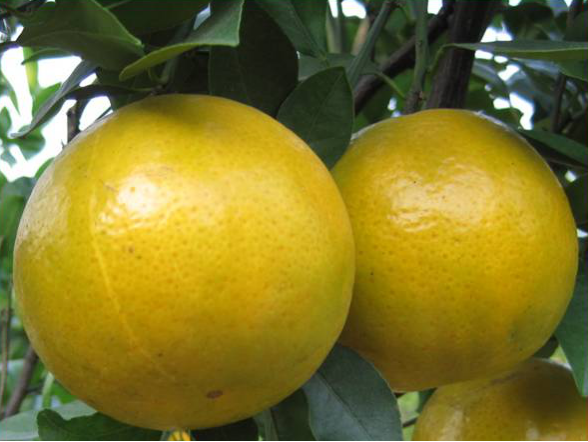 果型正、果皮漂亮