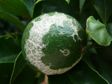 柑橘大花脸—白癞病,怎么防 柑橘大花脸—白癞病,怎么防