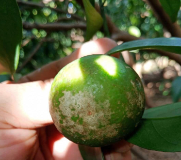 柑橘白癞病的发病条件是什么(柑橘白癞病的发病条件是什么意思)