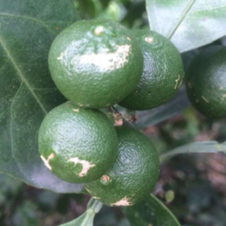 柑橘白癞病用什么药治疗(柑橘白赖病怎么治疗)