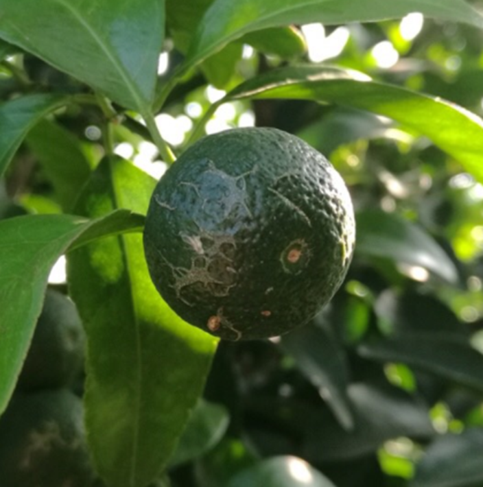 柑橘白癞病原因(柑橘白癞病是细菌还是真菌)