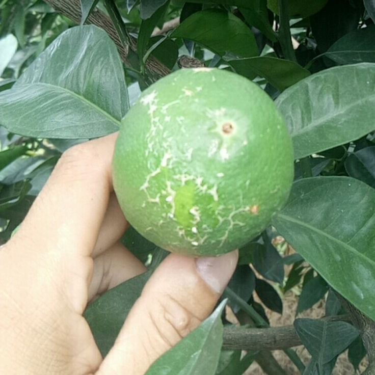 柑橘白癞病防治方法有哪些图片和视频(柑橘白癞病防治方法有哪些图片和视频大全)