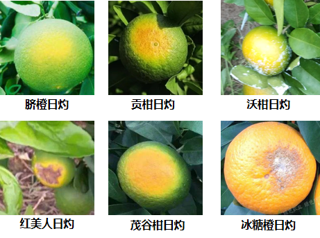 柑橘日灼