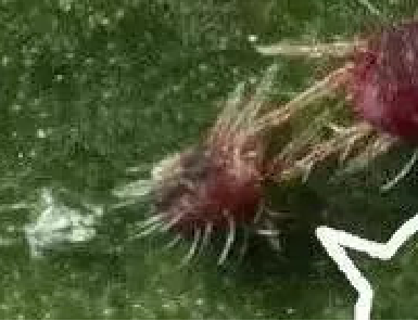 紅蜘蛛若螨