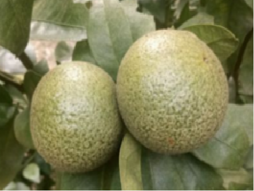 膨大期紅蜘蛛危害