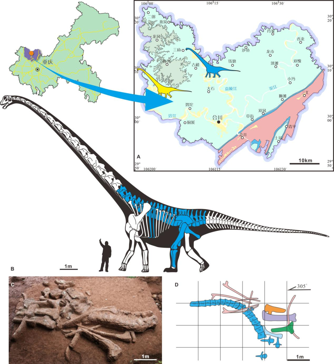 化石发现点地质简图与保存材料及骨骼复原图（骨骼复原图中蓝色部分为保存的化石）。受访者供图