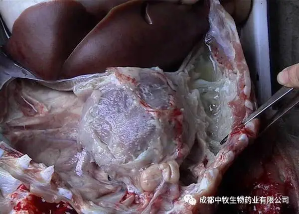 豬傳染性胸膜肺炎與豬肺疫混合感染的防控|技術中心-四川成派生物科技有限公司