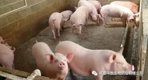 豬傳染性胸膜肺炎與豬肺疫混合感染的防控|技術中心-四川成派生物科技有限公司
