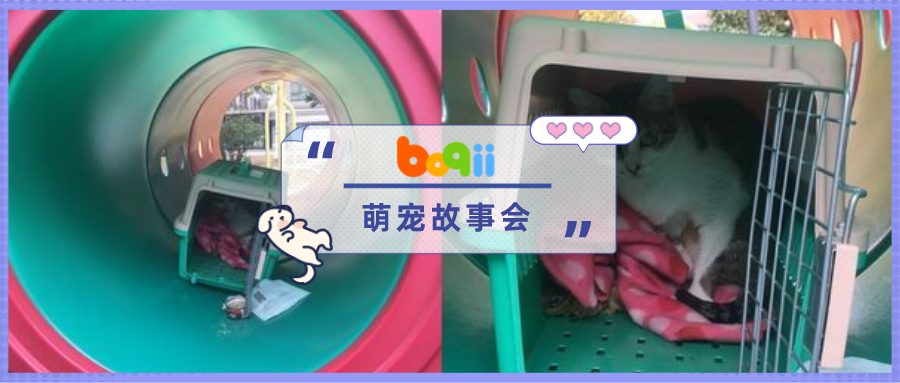 断牙猫咪被“装笼子”扔在公园滑梯下，只剩玩具、罐头和寒风相伴…