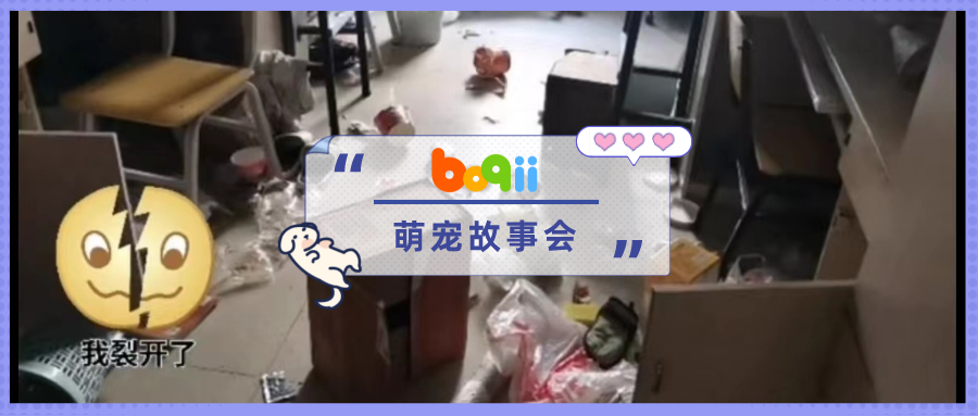 流浪猫趁寒假偷进学生宿舍吃光零食，被发现时睡眼惺忪：豪华单间，五星好评…