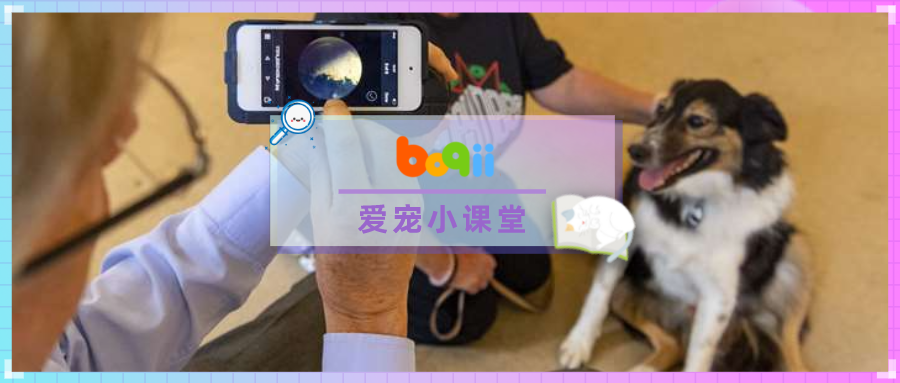 领养了一条7岁边牧，9个月后发现.....它的眼睛似乎有点不对劲？？