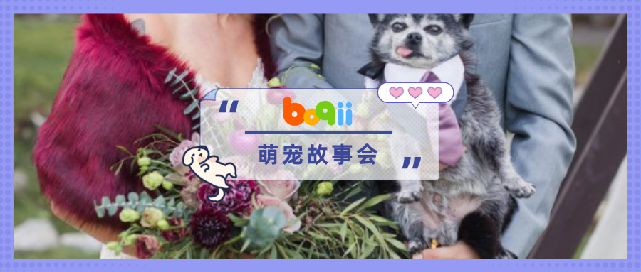 因为它「决定相伴终生」…13岁老狗狗盛装出席，成为最特别的伴郎！