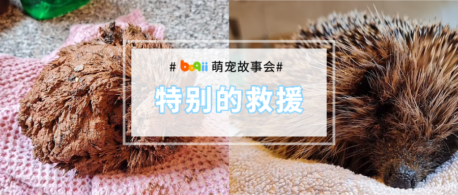 刺猬失足掉进深坑惨变“泥团”，热心志愿者助它回归自然！