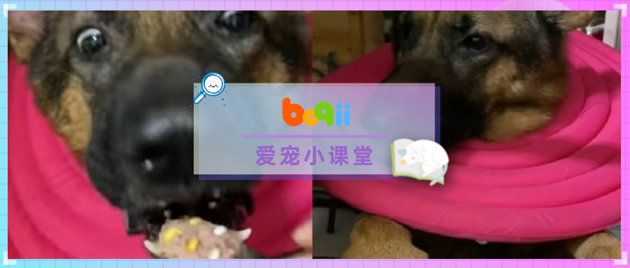 罐罐偷加料！生病阿汪大口吞药一脸幸福，主人偷笑：要一直互相信任哦~