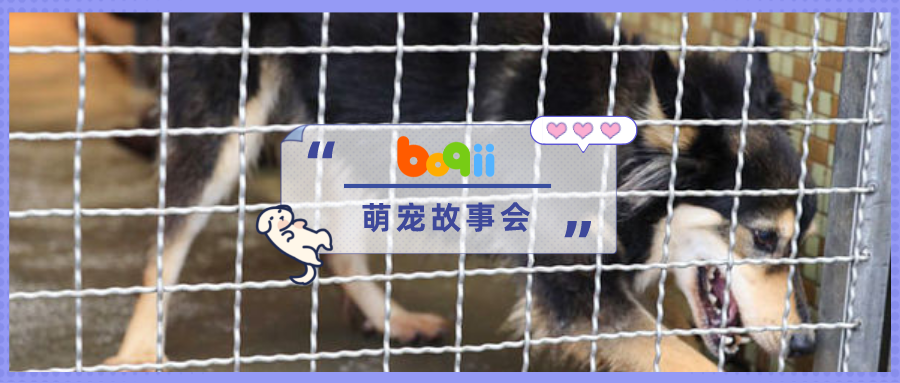 出国却留下了它…8岁狗狗被主人送去收容所，看着离去的背影苦苦哀嚎！