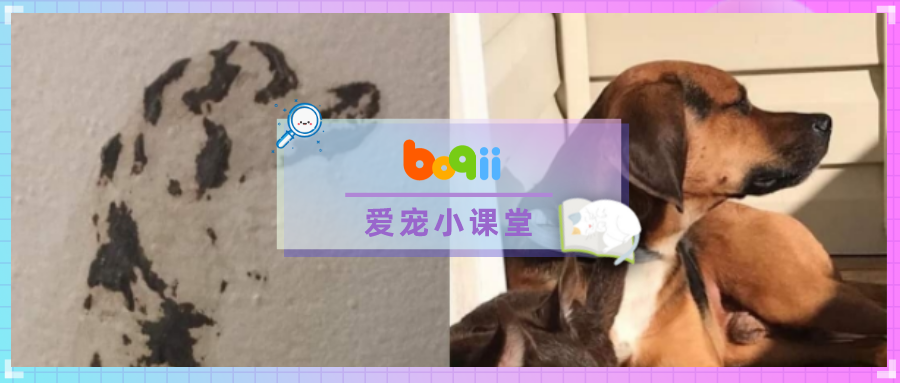 家中墙壁惊现狗狗神秘剪影！查明真相后，铲屎官当场yue了...【文末福利】