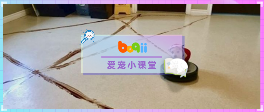 一年到头脏成“狗”？腊月扫尘，4个居家清洁妙招，让毛孩子干净过新年！