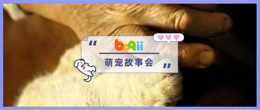 老人病逝后，爱猫绝食两天随之而去…下辈子，我还要当你的小猫咪！