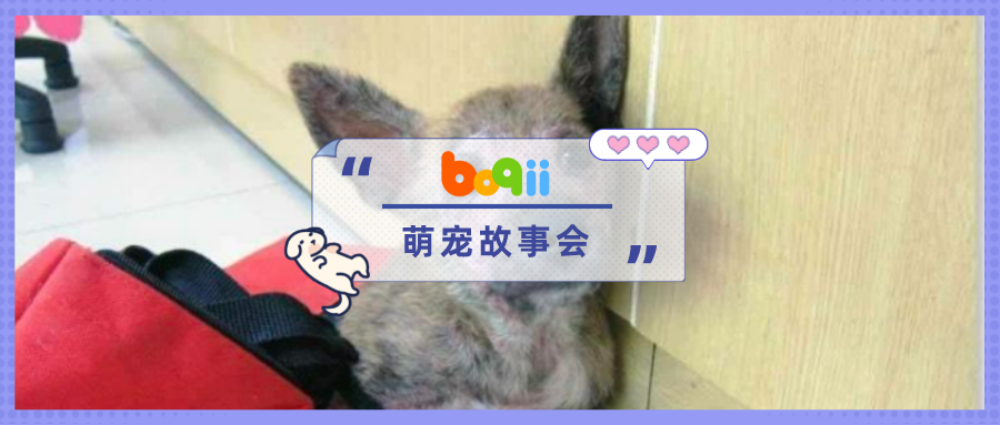 当你的狗伤遍全家、见人就咬，你还会继续养它吗？【文末有礼】