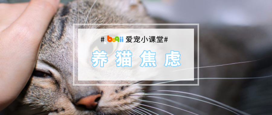 自从接了一只猫回家，我焦虑到脱发、失眠、心跳加速...