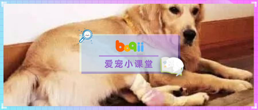 每4只宠物，就有1只患关节炎，终生不可根治。 4个妙招、及早预防！【文末有礼】