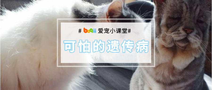 年纪轻轻却皱纹满脸...网红“丧气”小猫咪身患怪病，神似小老头儿！