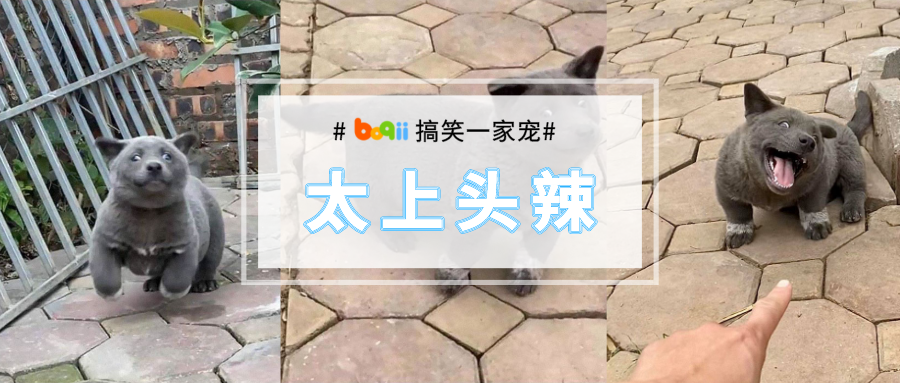 笑死！这到底是猫还是狗啊？Doge表情迷之魔性，这坨小毛球太上头！