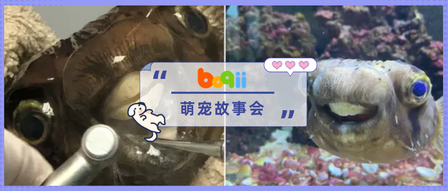 养的河豚拒食暴瘦，本以为它抑郁了，结果却是…牙齿太大得切掉？？