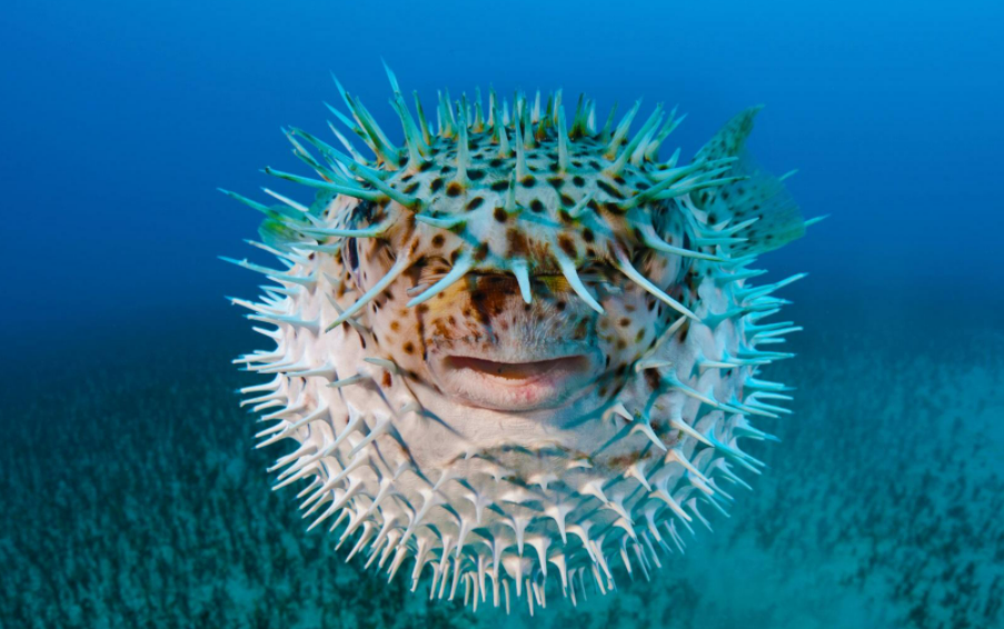 养的河豚拒食暴瘦 本以为它抑郁了 结果却是 牙齿太大得切掉 萌宠 训练养宠技巧 宠物用品 微信头条新闻公众号文章收集网