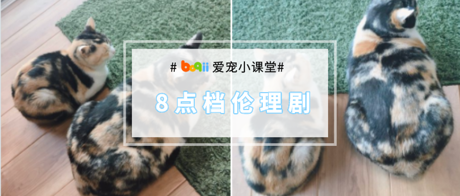 怎么肥四？！同一胎生的亲姐妹猫，却一个胖成球、一个瘦出腰...