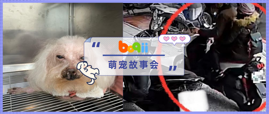 送狗去洗护，填假信息后失联？10岁瘫痪贵宾犬，再也等不到主人接它回家了…