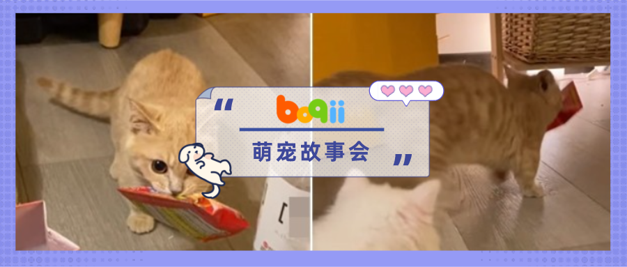 橘猫偷走彩票，铲屎官连续两天中二等奖！招财猫，是你么？！